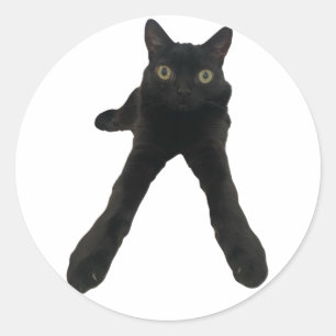 bigfootjinx cat classic round sticker