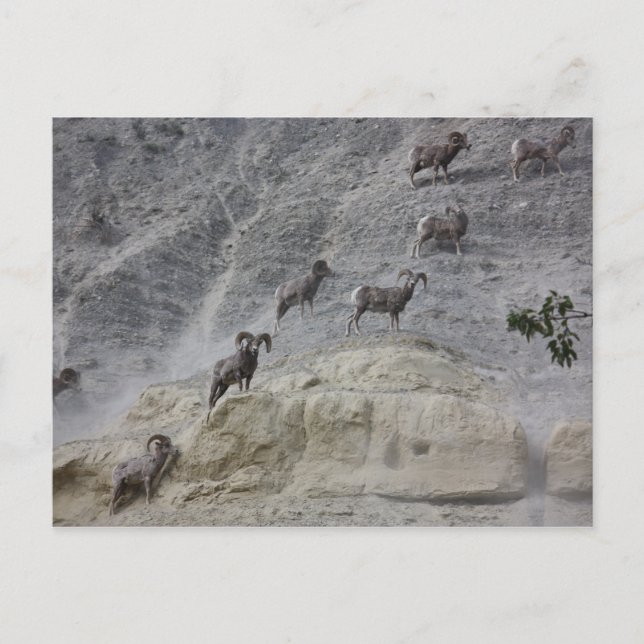 Bighorn Mountain Sheep Postcard (Front)