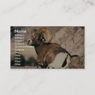 Bighorn Ram Business Card