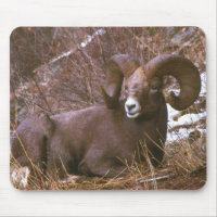 Bighorn Ram