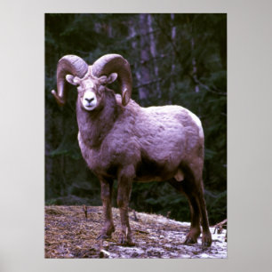 Bighorn ram poster