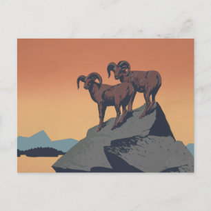 Bighorn Sheep American West Wildlife Postcard