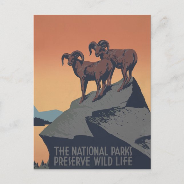 Bighorn Sheep American West Wildlife Postcard (Front)