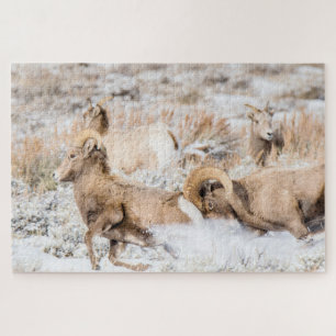 Bighorn Sheep Battle Jigsaw Puzzle