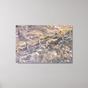 Bighorn Sheep Canvas Print