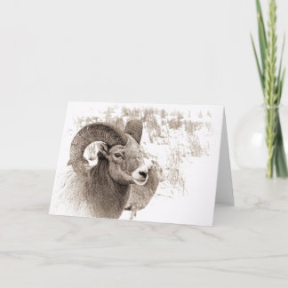 BigHorn Sheep Card
