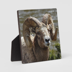 Bighorn Sheep Desktop Plaque