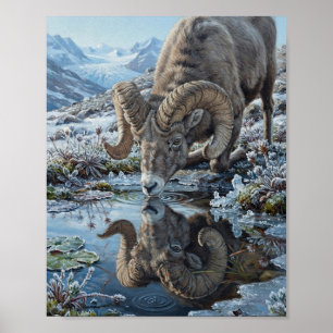 Bighorn Sheep Drinking Glacial Pool Water Reflecti Poster