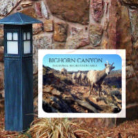 BIghorn Sheep Ewes and Young, BIghorn Canyon