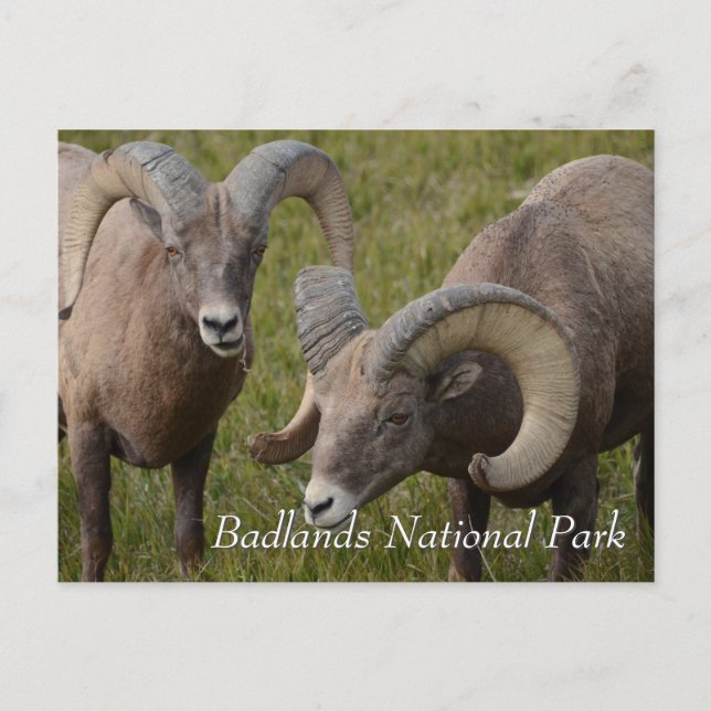 Bighorn sheep in badlands national park postcard (Front)
