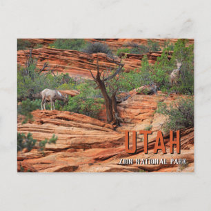 Bighorn Sheep in Zion National Park Postcard