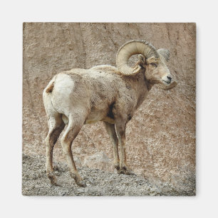 Bighorn Sheep Magnet