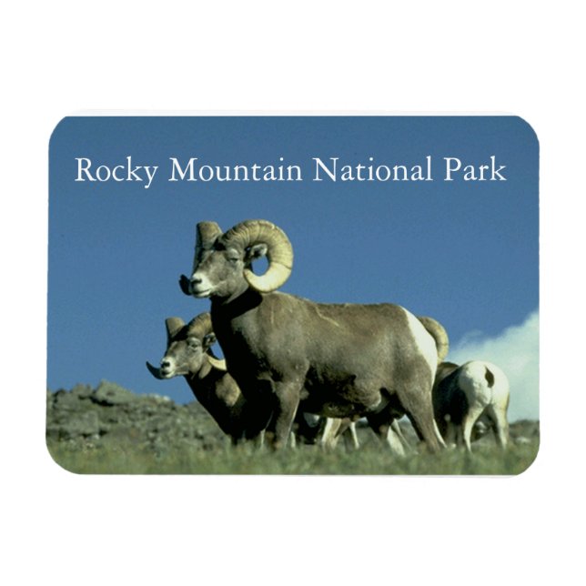 Bighorn Sheep Magnet (Horizontal)