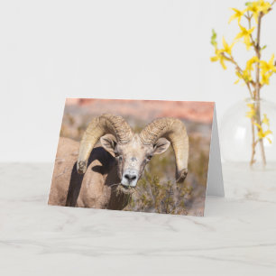 Bighorn Sheep Masculine Greeting Card