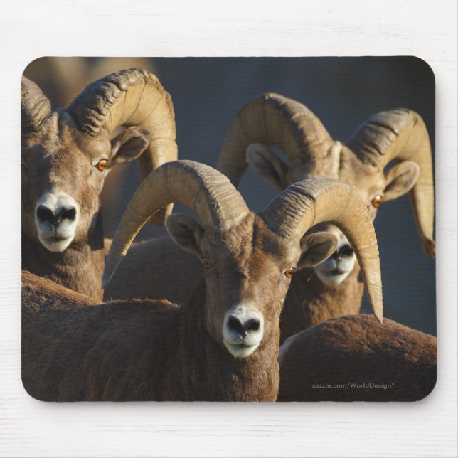 Bighorn Sheep Mouse Mat (Front)