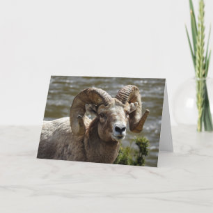 Bighorn Sheep Notecard