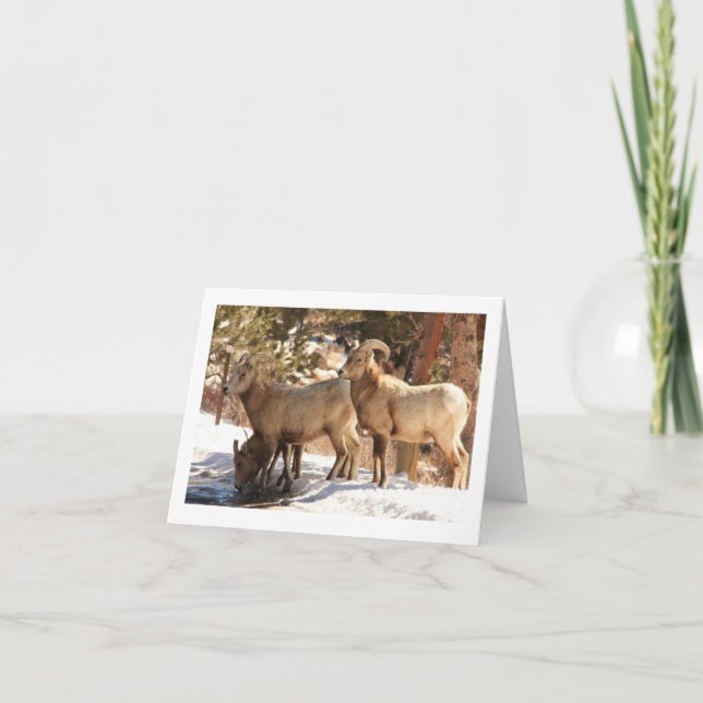 Bighorn Sheep notecard (Front)