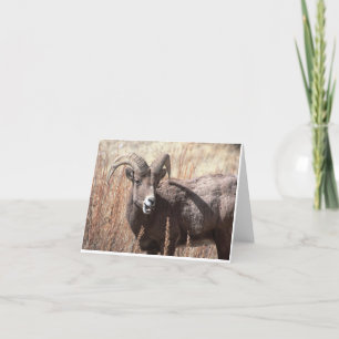 Bighorn sheep notecards