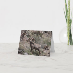 Bighorn Sheep notecards