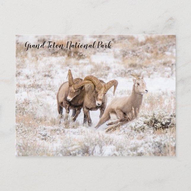Bighorn Sheep of Grand Teton National Park Postcar Postcard (Front)