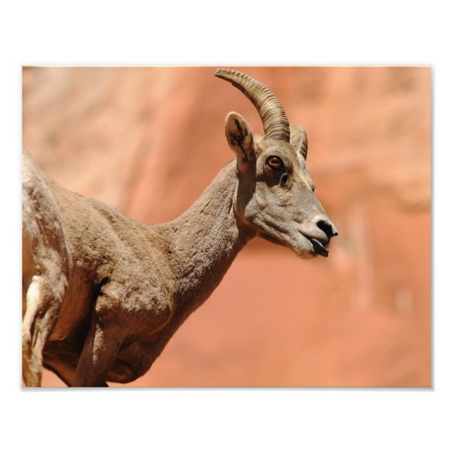 Bighorn Sheep Photo Print (Front)