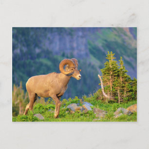 Bighorn sheep postcard