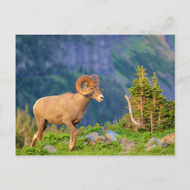 Bighorn sheep postcard (Front)
