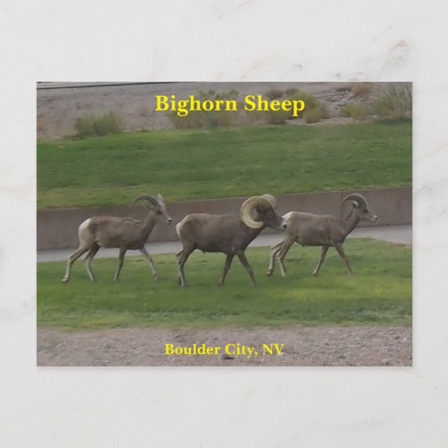 Bighorn Sheep Postcard (Front)