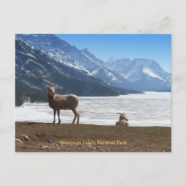 Bighorn Sheep Postcard (Front)