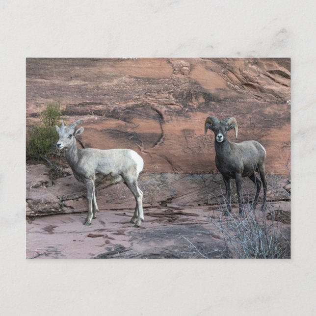 Bighorn Sheep Postcard (Front)