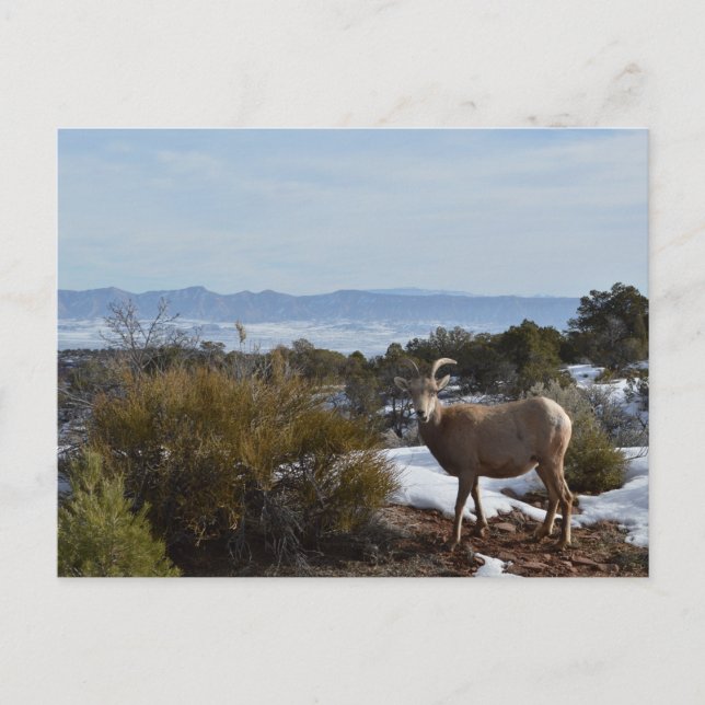 bighorn sheep postcard (Front)