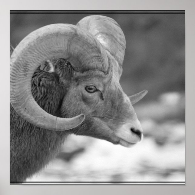 Bighorn Sheep Poster (Front)