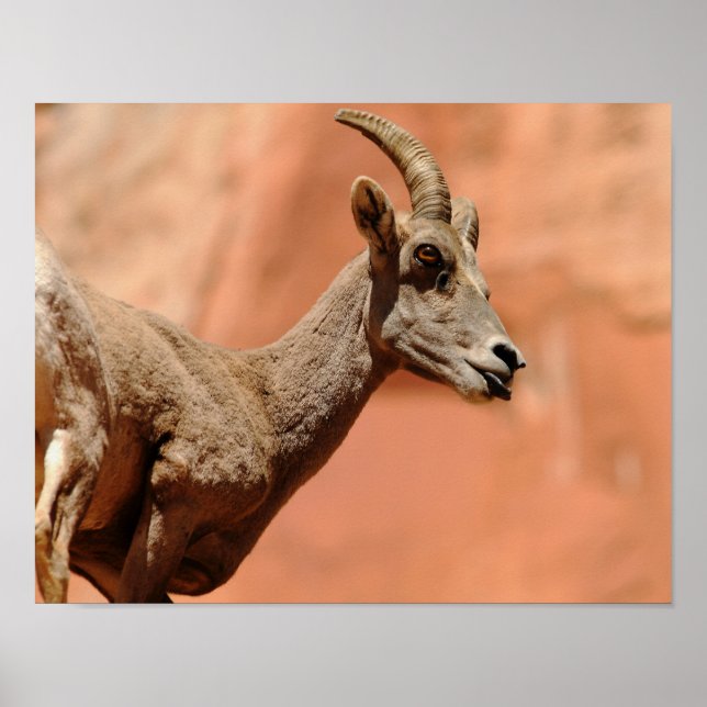 Bighorn Sheep Poster (Front)