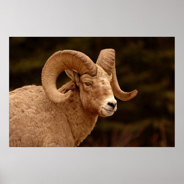 Bighorn Sheep Poster (Front)