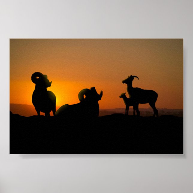 Bighorn Sheep Poster (Front)