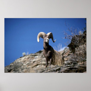 Bighorn sheep (Ram alert on face of mountain cliff Poster