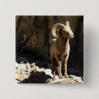 Bighorn Sheep Ram near rocks in Colorado. 15 Cm Square Badge