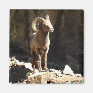 Bighorn Sheep Ram near rocks in Colorado. Magnet