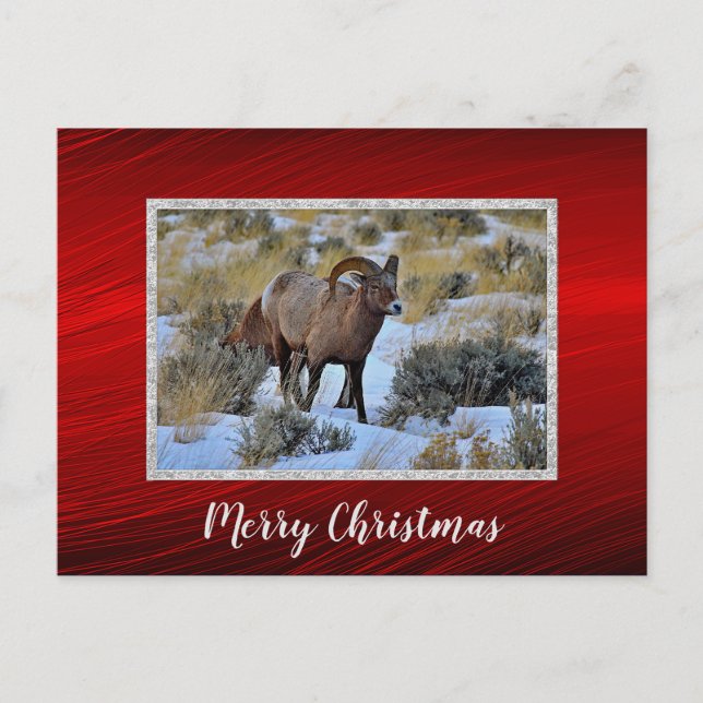 Bighorn Sheep Snow Photo Christmas Postcard (Front)