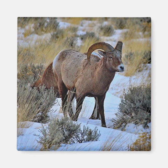 Bighorn Sheep Snow Photo Magnet (Front)