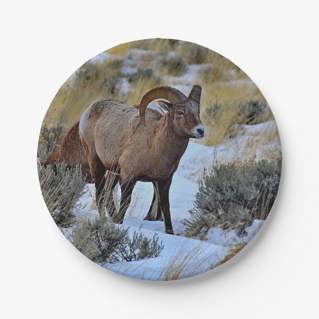 Bighorn Sheep Snow Photo Paper Plate (Front)