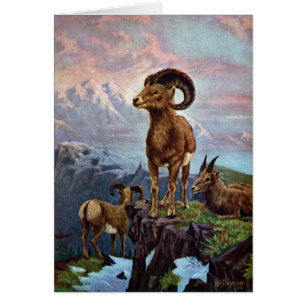 Bighorn Sheep Vintage Illustration