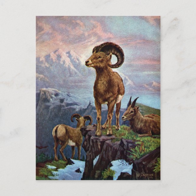Bighorn Sheep Vintage Illustration Postcard (Front)