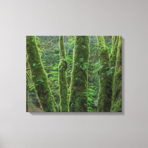 Bigleaf Maple Trees & Ferns   Washington State Canvas Print