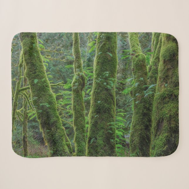 Bigleaf Maple Trees & Ferns | Washington State Sherpa Blanket (Front (Horizontal))