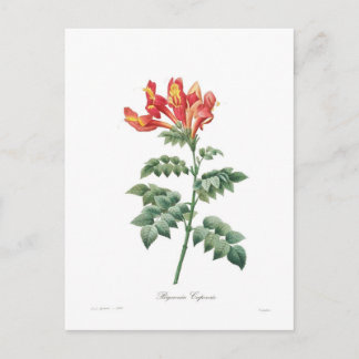 Bignonia capensis postcard
