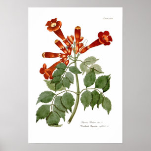 Bignonia radicans poster