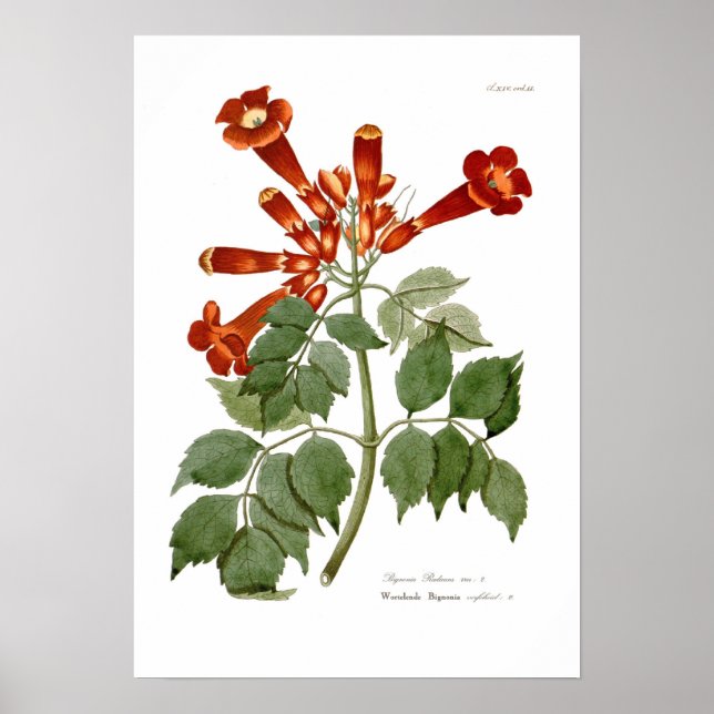 Bignonia radicans poster (Front)