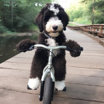 Bike Riding Bernedoodle Coasters - Set of 6<br><div class="desc">Add some fun and personality to your home decor with these charming coasters featuring an adorable bernedoodle enjoying a leisurely ride on a bicycle. The black and white design captures the cuteness and playful spirit of this beloved breed, while the durable material ensures protection for your furniture. Perfect for entertaining...</div>