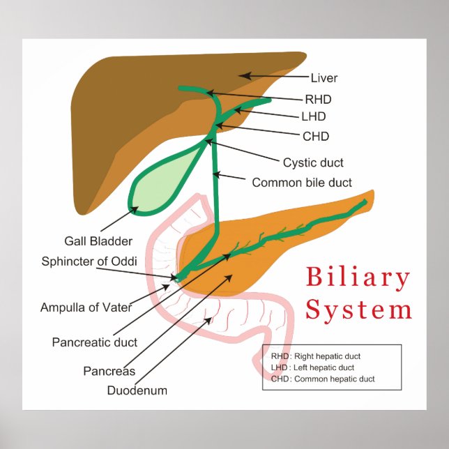 Biliary System Diagram Chart Bile Duct (Front)